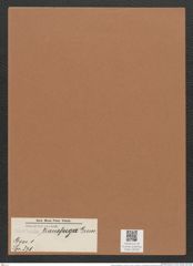 Navicula transfuga Grun. (de-Toni-Nr.: Genus 1, Species 371) Zeichnungen Sammlung Grunow Mappe 00338 (Herbarium_W_Grunow_drawings_Folder_00338)